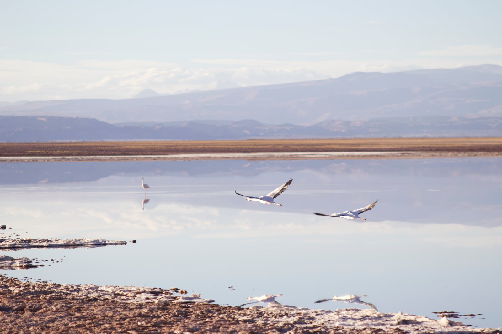 deserto do atacama laguna cejar