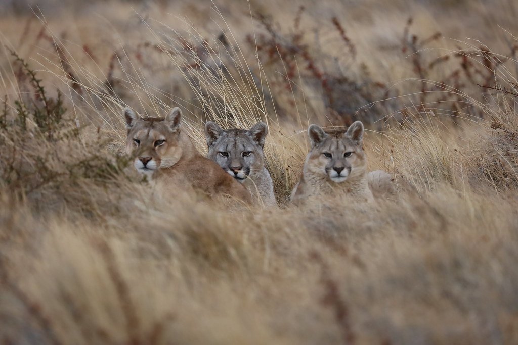 deserto do atacama valle de la luna cordillera de sal