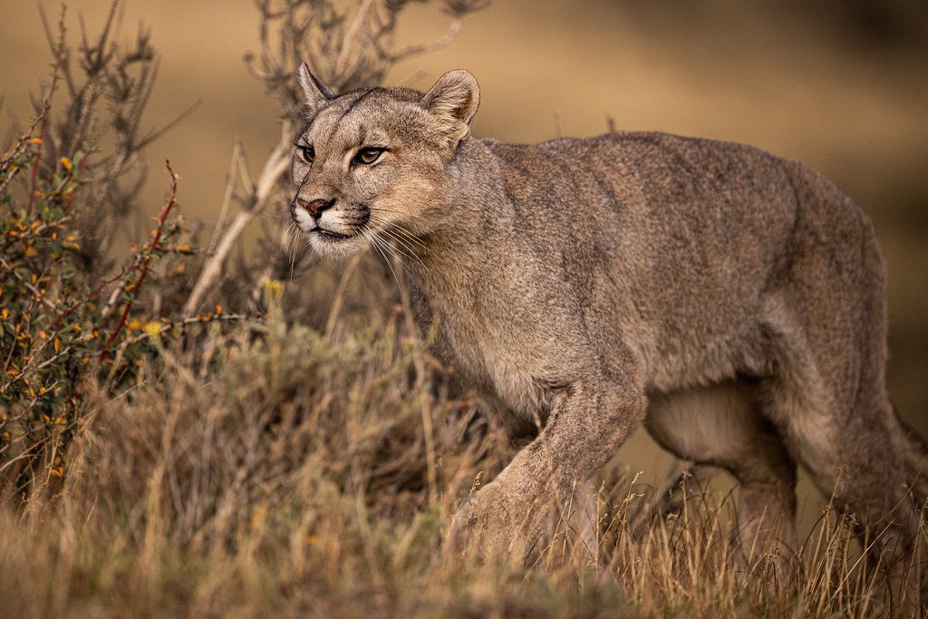 deserto do atacama valle de la luna piedra del coyote