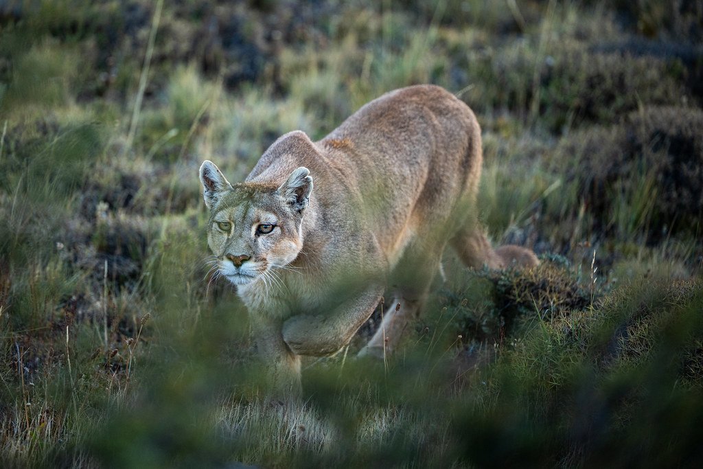 deserto do atacama valle de la luna piedra del coyote