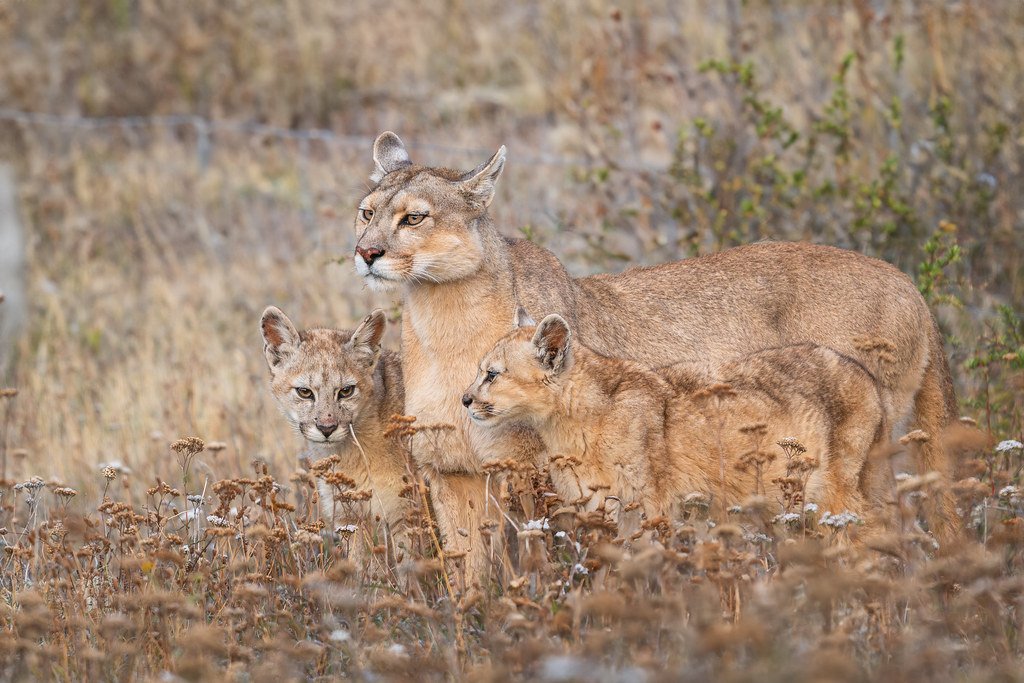 passeio no atacama valle de la luna duna mayor