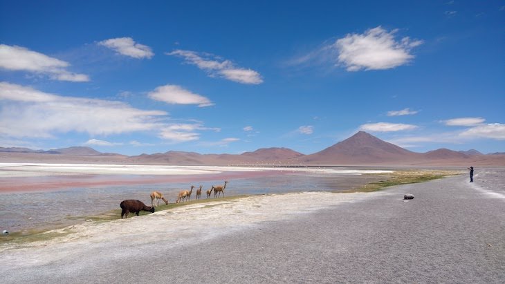 deserto do atacama ruta de los salares
